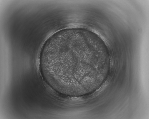 X0000100911459200807220940