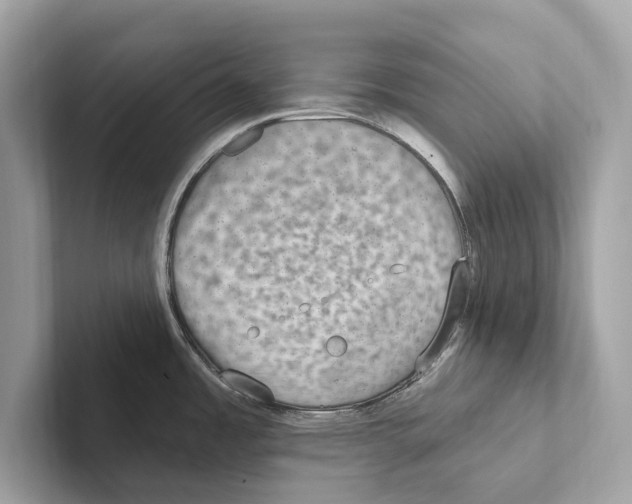 X0000100911485200807220940