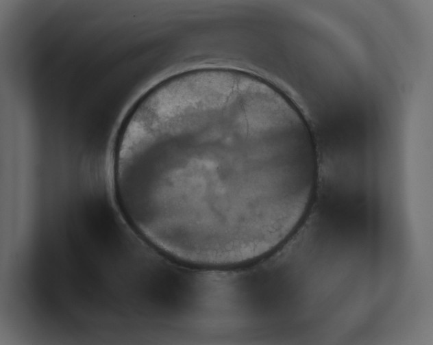 X0000100921514200806241333