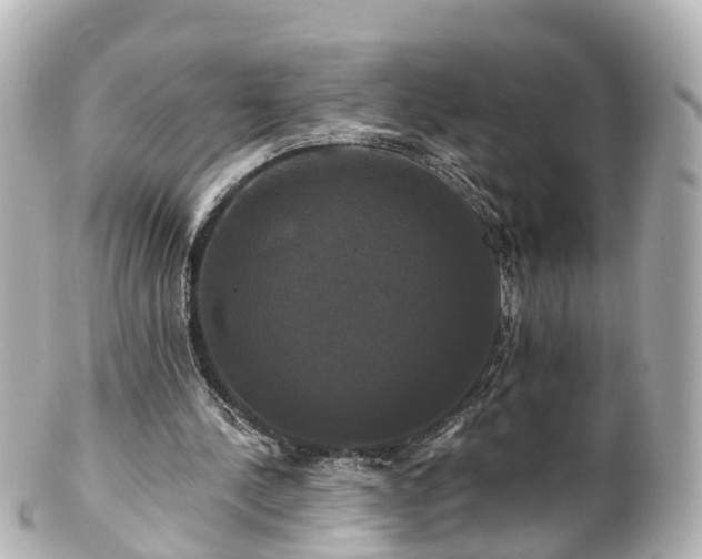 X0000100920244200807011313