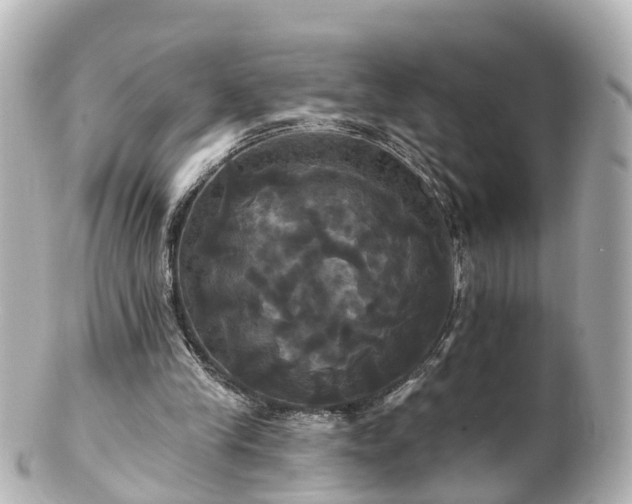 X0000100920245200807011313