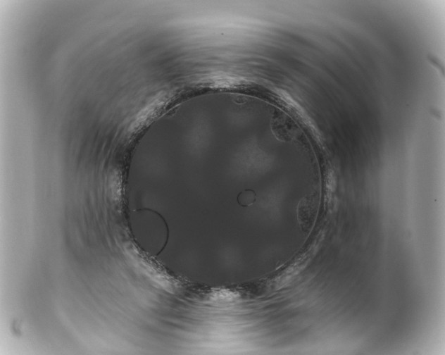 X0000100920257200807011313