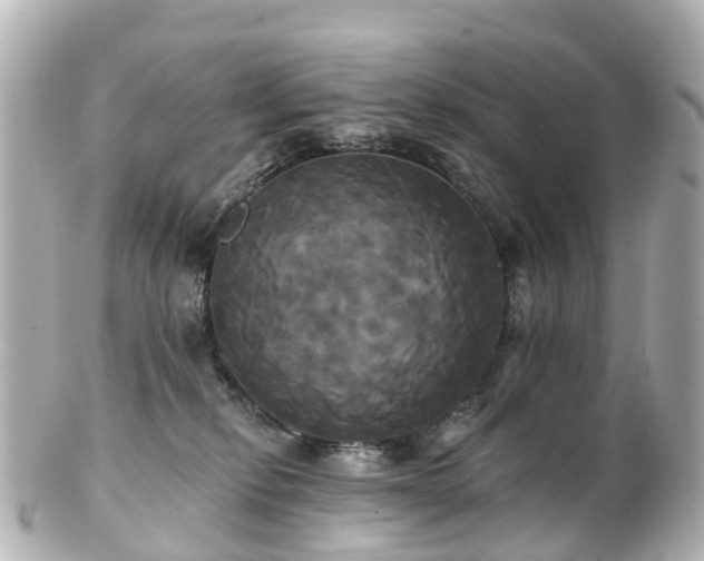 X0000100920278200807011314