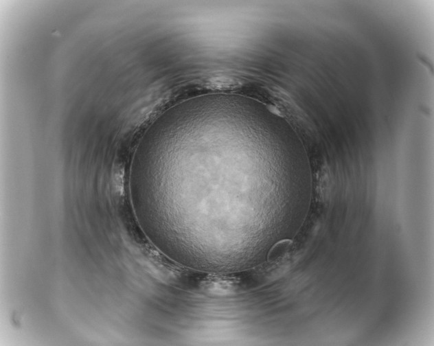 X0000100920368200807011312