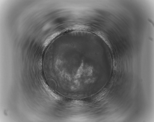 X0000100920437200807011310