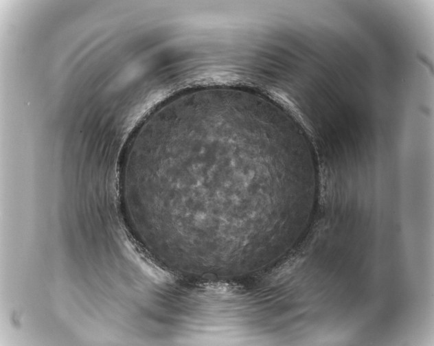 X0000100920439200807011310