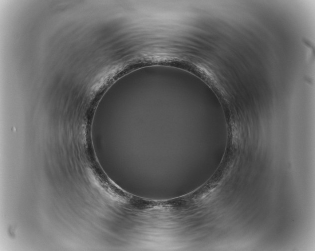 X0000100920447200807011310