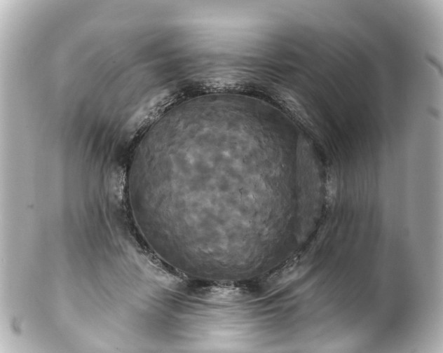 X0000100920458200807011310