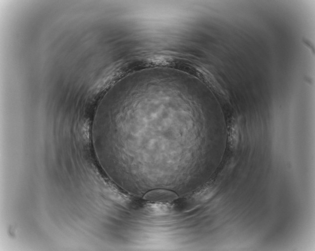 X0000100920466200807011310