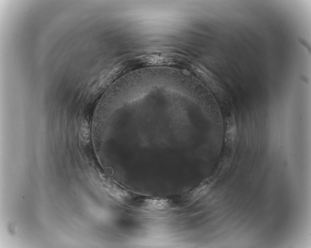 X0000100920469200807011310