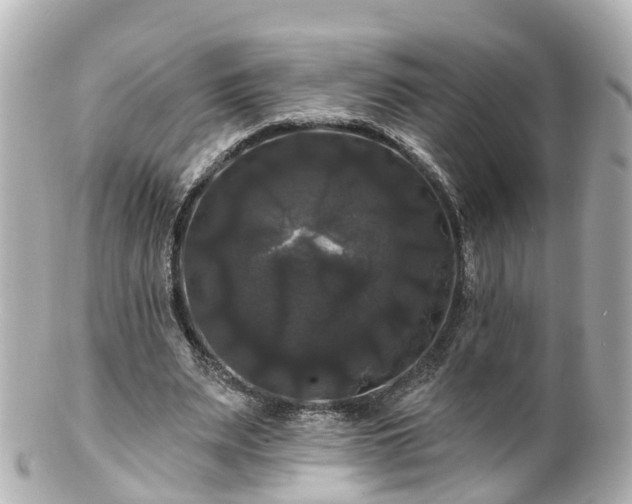 X0000100920487200807011310