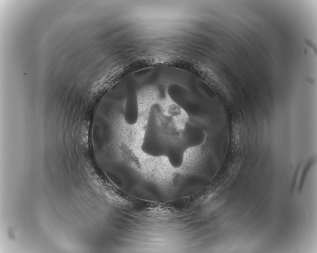 X0000100920545200807011309