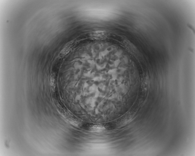 X0000100920749200807011306