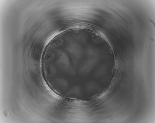 X0000100920803200807011305