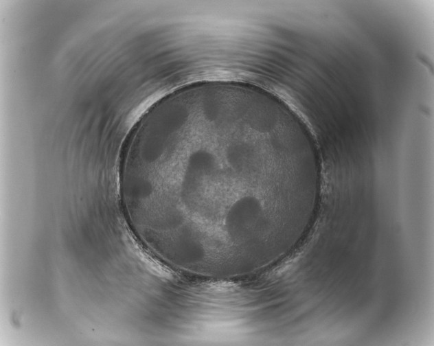 X0000100920837200807011305