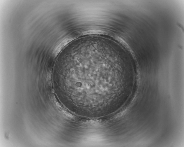 X0000100920937200807011303