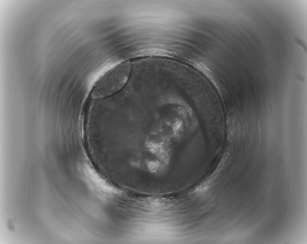 X0000100920987200807011303