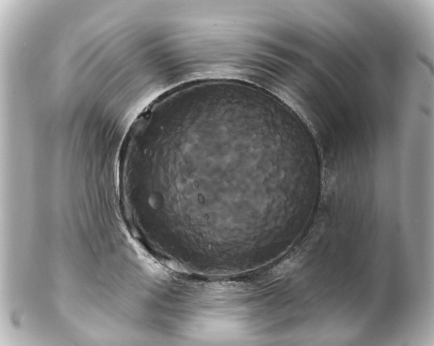 X0000100920988200807011303