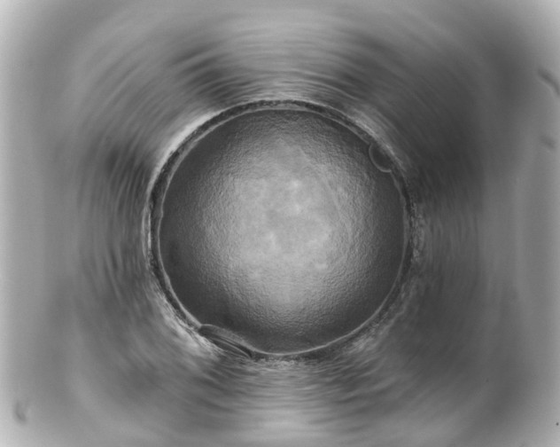 X0000100921076200807011301