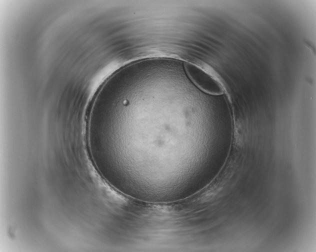 X0000100921096200807011301