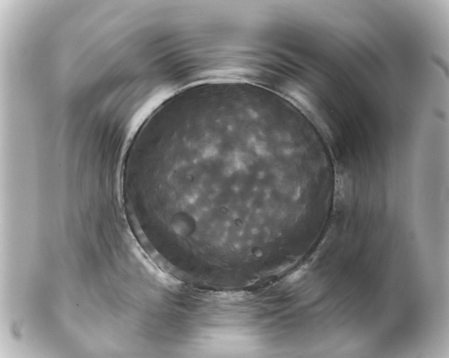 X0000100921196200807011259