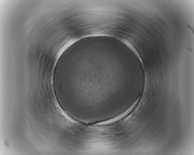 X0000100921197200807011259