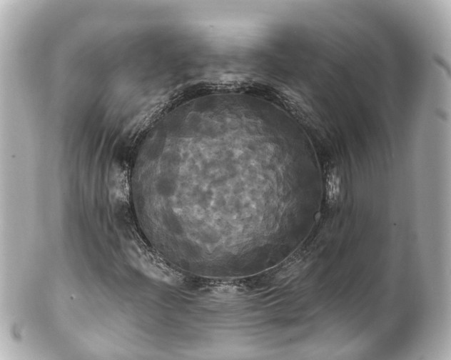 X0000100921204200807011259