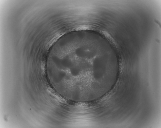 X0000100921217200807011259