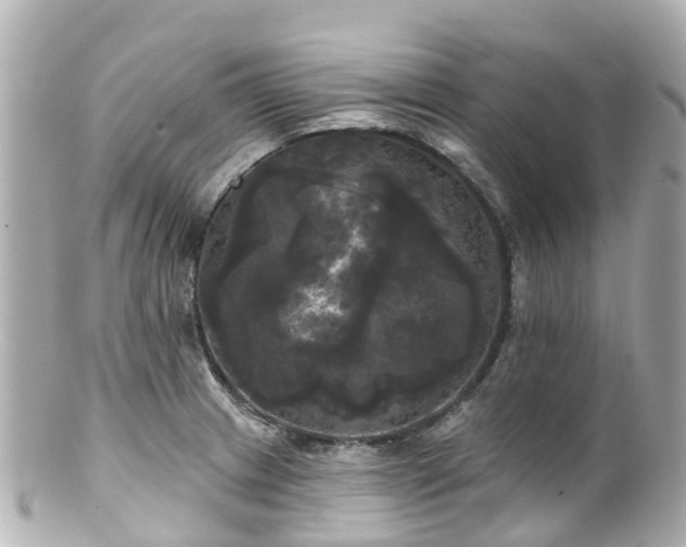 X0000100921233200807011259