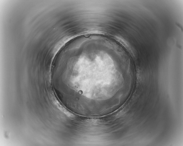 X0000100921236200807011259