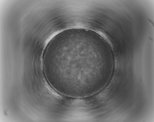 X0000100921238200807011259