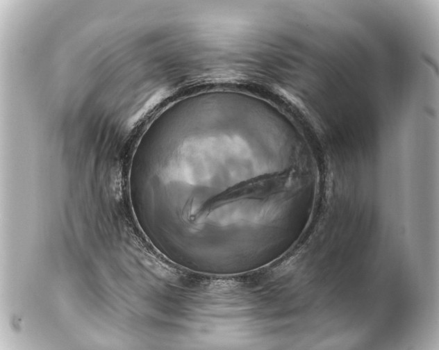 X0000100921306200807011257