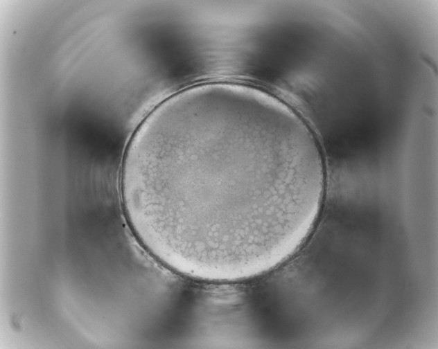 X0000100921338200807011258