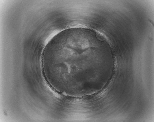 X0000100921375200807011256