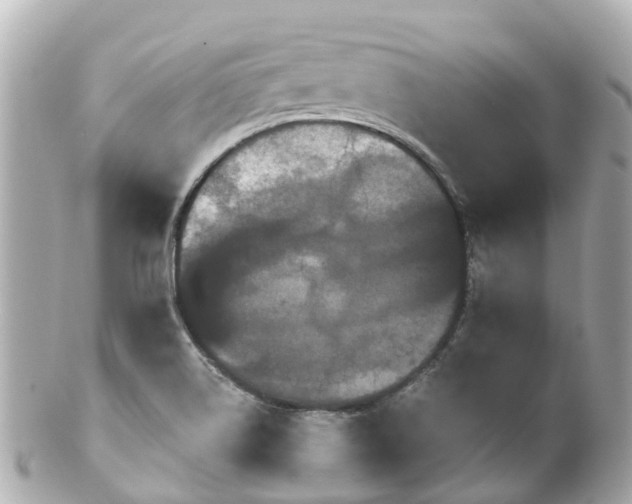 X0000100921514200807011255