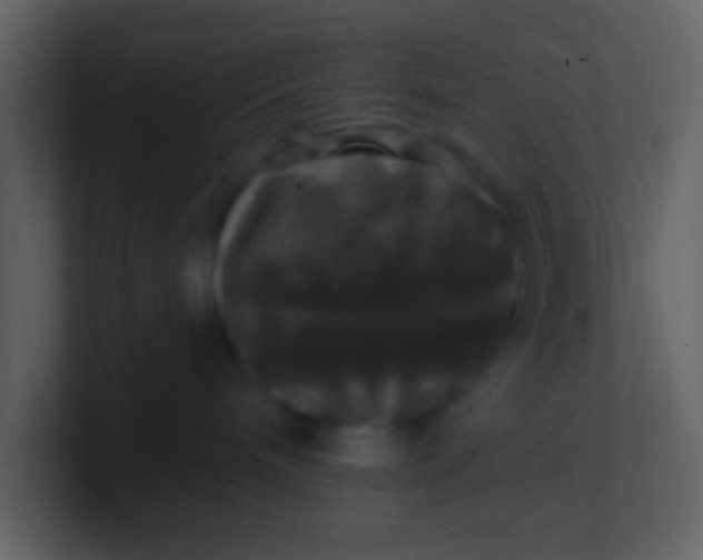 X0000100920240200807081158