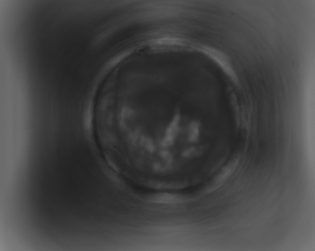 X0000100920437200807081154