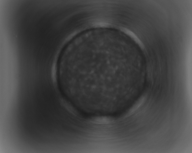 X0000100920439200807081154