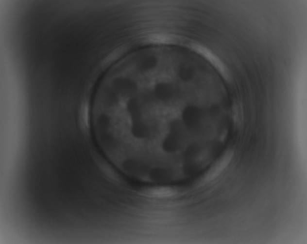 X0000100920445200807081154