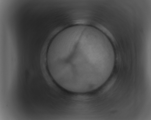 X0000100920529200807081153