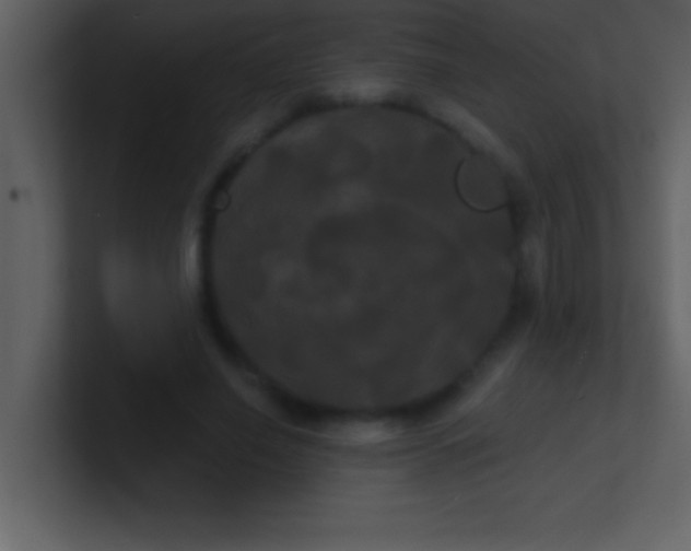 X0000100920638200807081152