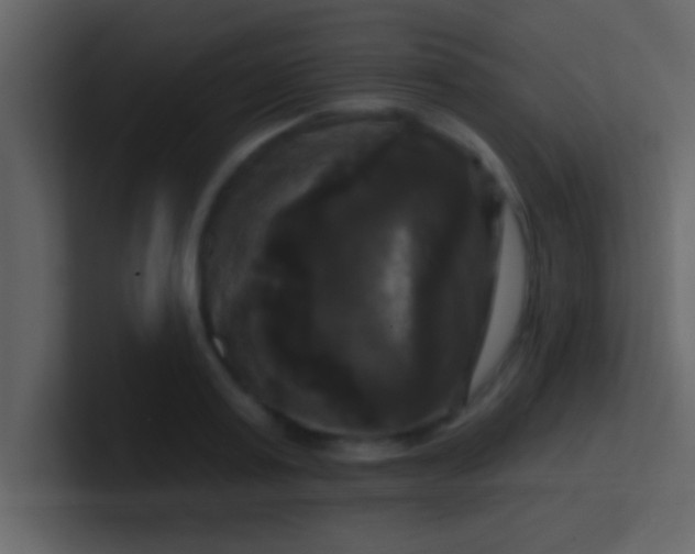 X0000100920795200807081150