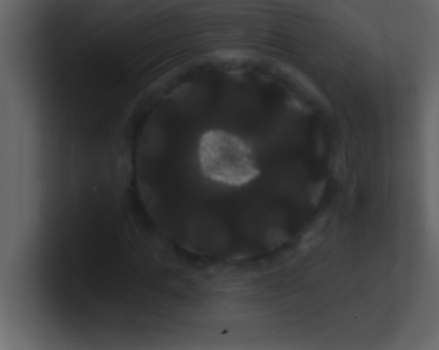 X0000100920821200807081149