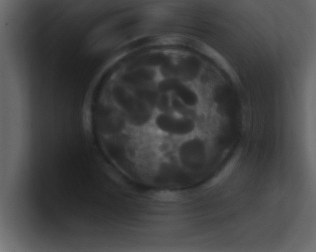 X0000100920827200807081149