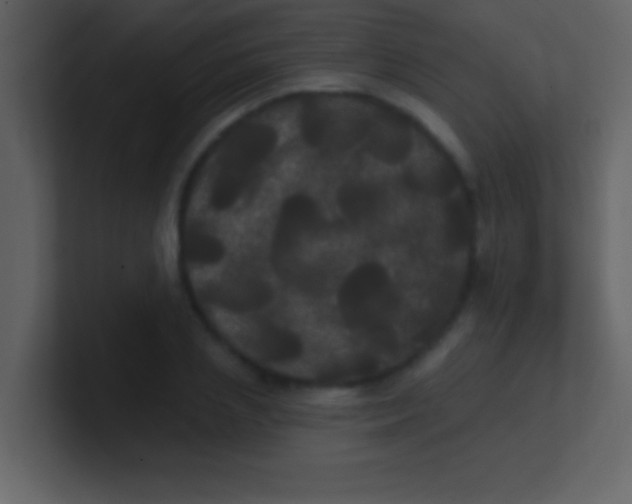 X0000100920837200807081149