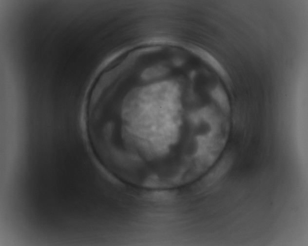 X0000100920847200807081149