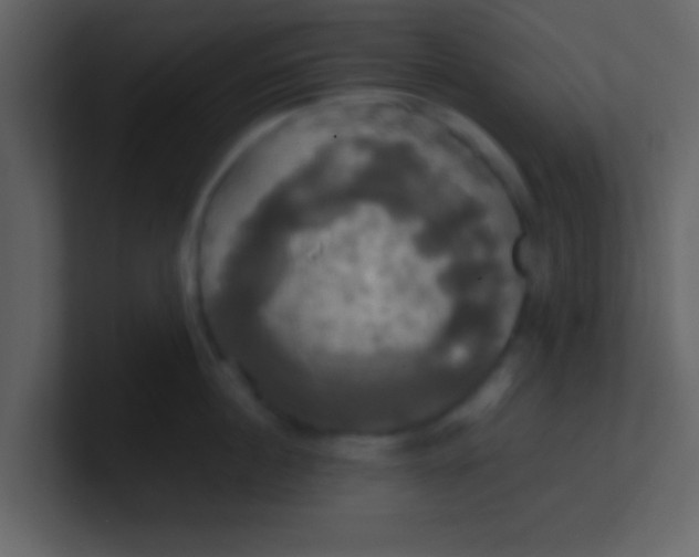 X0000100920860200807081149