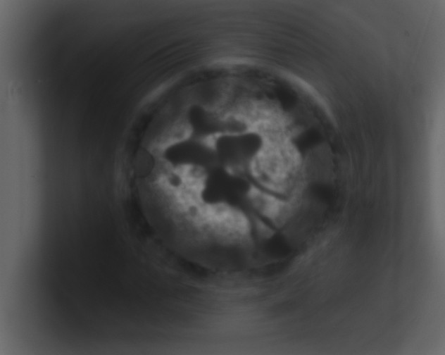 X0000100920871200807081149