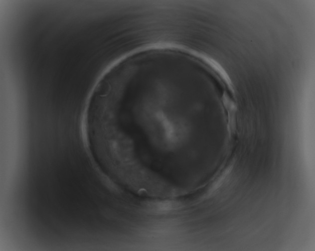 X0000100920895200807081148