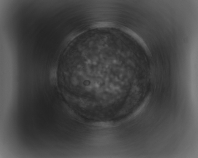 X0000100920937200807081148